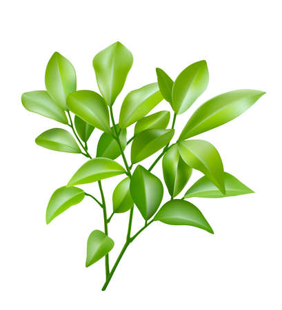 Green leaves isolated on white background. Shaped into a bouquet of dark green and light green leaves. Realistic EPS File.のイラスト素材