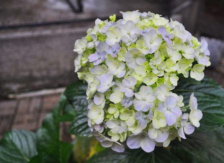 Green Hydrangea at Bandung Indonesiaの写真素材