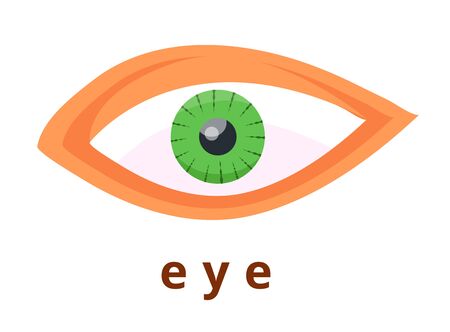 Set of different eyes colors for biology, fashion, cosmetology, cosmetics.Brown, green, blue, gray human eyes. Eye. Modern flat cartoons style vector illustration icons. Isolated on white background.のイラスト素材