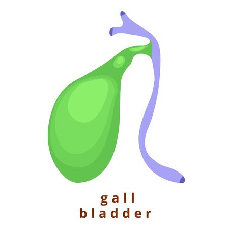 Human internal organ - realistic liver with the name.Anatomy.Human liver, gallbladder.Human body part.Modern flat cartoons vector illustration icons on white. Realistic liver,gallbladder in bodyのイラスト素材