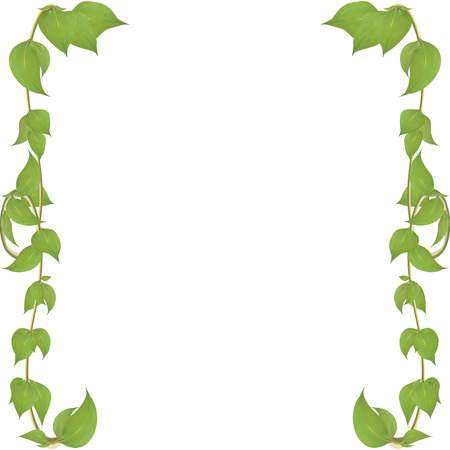 a frame of stems with leaves , a natural product for decoration. Vegetable green background for greeting card, greeting card designのイラスト素材