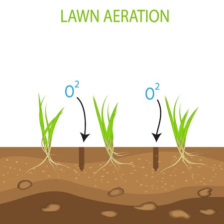 Gardening of lawns, landscape design services. Vector on white background.Green lawn with on the ground in the context of aeration advantage.isolated on a white backgroundのイラスト素材