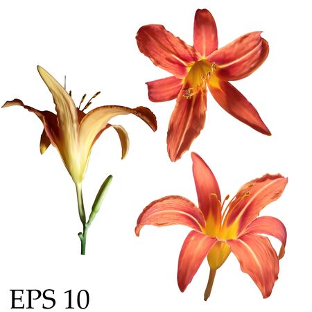 Set of vector realistic lily flowers isolated on white background.EPS 10の写真素材