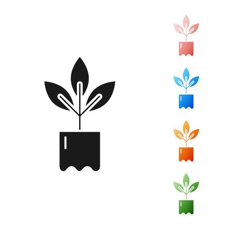 Black Plant in bottle icon isolated on white background. Seed and seedling. Leaves sign. Leaf nature. Set icons colorful. Vector Illustrationのイラスト素材