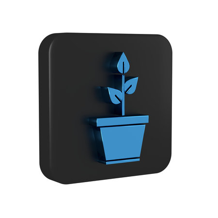 Blue Plant in pot icon isolated on transparent background. Plant growing in a pot. Potted plant sign. Black square button..の写真素材