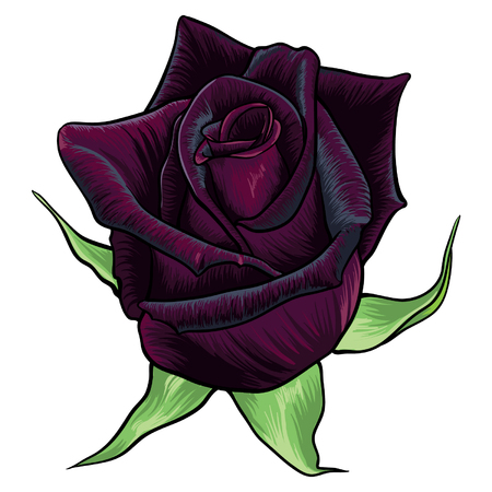 Realistic black baccara rose vector. Beautiful hand drawn flower design.のイラスト素材