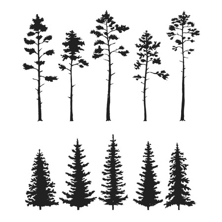 set with pine trees isolated on white background.のイラスト素材