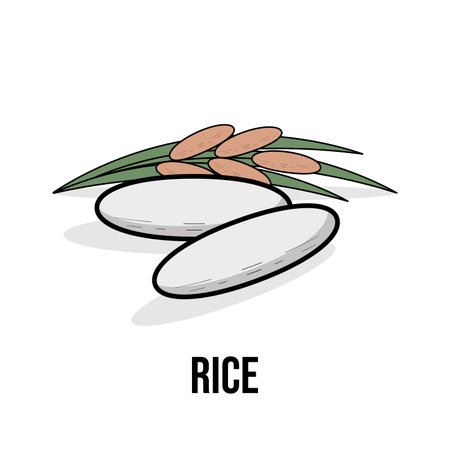 Rice organic product. Vector flat illustration. Natural healthy Eco food. White rice grains and sprigs of rice isolated on white background with shadow. Label for packaging design and other.のイラスト素材