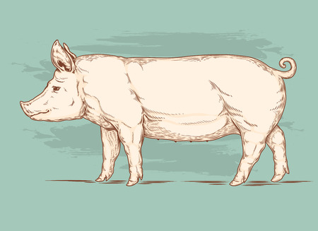Vector illustration of a pig is made in the style of engravingのイラスト素材