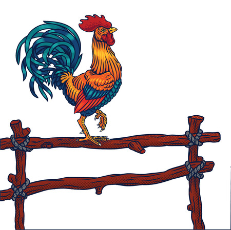 Vector illustration of a roosterのイラスト素材