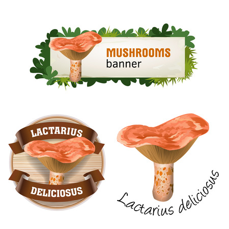 Set of mushroom vector banner, badge, sticker, icon with milk mushroomのイラスト素材