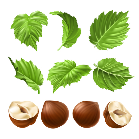Vector realistic illustration of a hazelnut peeled whole, chopped into halves and green hazel leaves isolated on white. Print, template, design element for packagingのイラスト素材