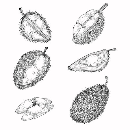 Set of vector black illustrations, icons of a durian fruit whole and peeled in an engraving style isolated on a white background. Print, template, design elementのイラスト素材