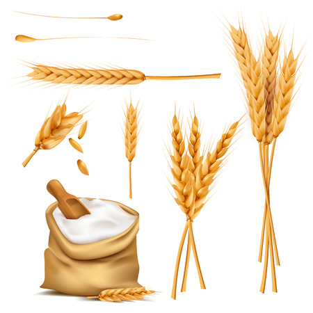 Bunch of wheat earsのイラスト素材