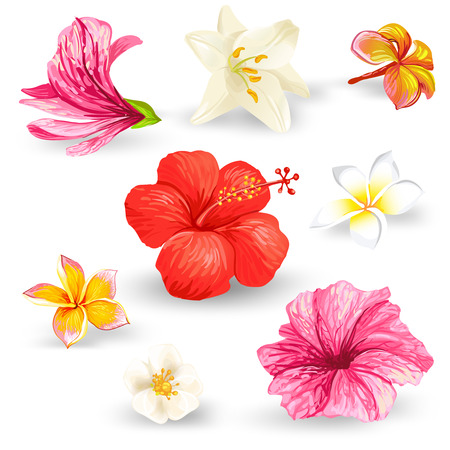 Set of vector illustrations of tropical hibiscus flowers with pink, red, yellow and white petals isolated on a white background in a realistic style. Template, element design, print.のイラスト素材