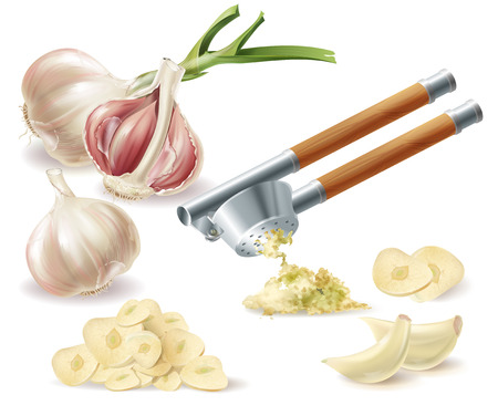 Vector clipart with sprouted head of garlic, peeled cloves, chopped slices and metal press, isolated on white background. Natural organic vegetable, spicy condiment, ingredient for eating and cookingのイラスト素材