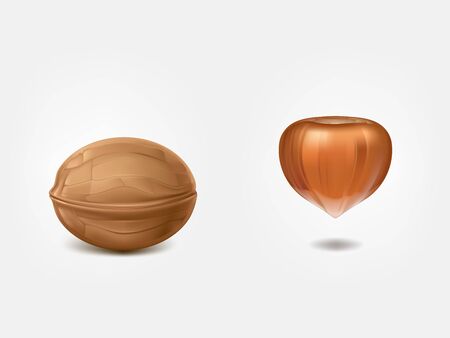 Shelled walnut and raw hazelnut 3d realistic vectors isolated on white background. Confectionery, diet, organic food and culinary natural ingredient illustration. Source of vitamins, fatty acids, oilのイラスト素材