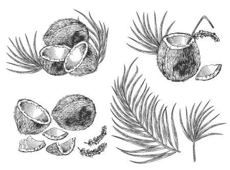 Engraved illustration of coconuts, palm leaves and cocktail. Hand drawn sketch of tropical food, drink and flowers in vintage etching style isolated on white backgroundのイラスト素材