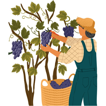 Vector man picking grape during wine harvest iconのイラスト素材