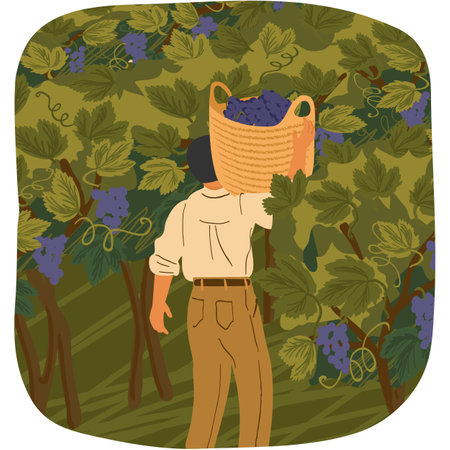 Vector man picking grape gathering wine harvestのイラスト素材