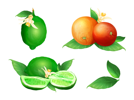 Lime and orange vector illustration of citrus fruit botanical blossom and leaf. Fresh juicy lemon lobe or cut slice design for tangerine jam food or juice and tea drink or cosmetic package designのイラスト素材