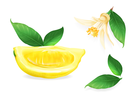 Lemon vector illustration of citrus fruit botanical flower and leaf. Fresh juicy lime lobe or cut slice design for food or juice and tea drink or cosmetic package design templateのイラスト素材