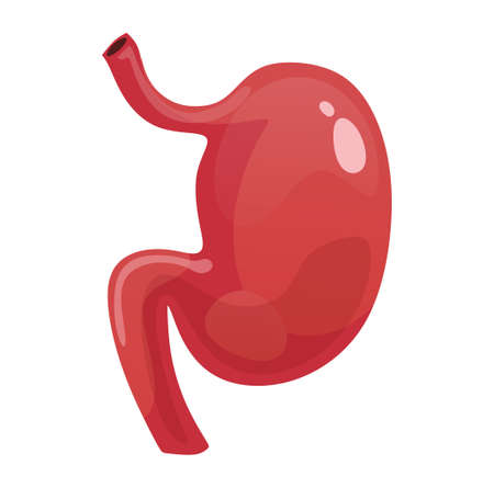 Stomach icon isolated on white background. Colorful human organ cartoon vector illustration. Human anatomy for medical, science or healthcare designs. Flat style.のイラスト素材