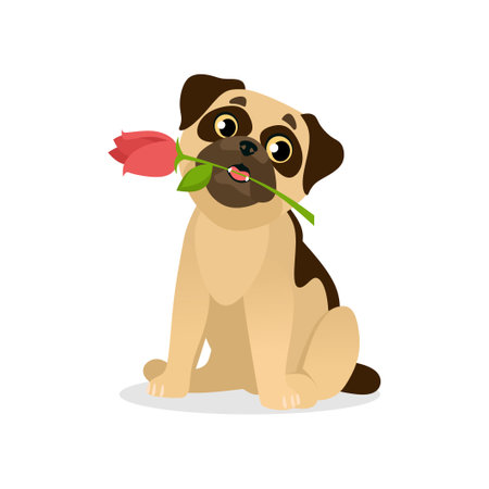 Adorable vector illustration of a cute pug dog holding a rose as a present. Funny and happy puppy character holding a flower isolated on white background for a Valentine's Day or a birthday card.のイラスト素材