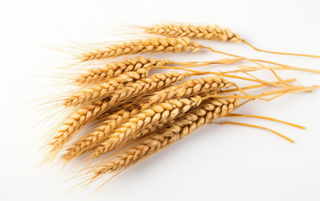 "Barley Displayed on a White Background"の素材