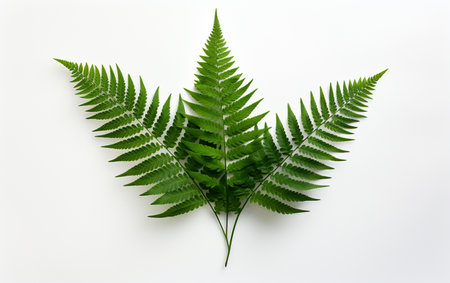 Boston fern leaf against a white backdropの素材