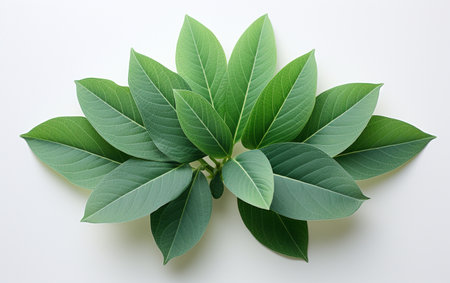 Azalea leaf against a white backgroundの素材