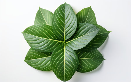 Camellia leaf on a white backdropの素材