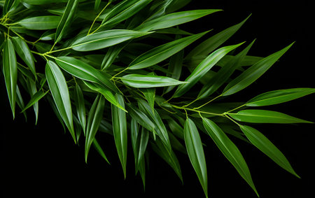 Bamboo leaf against a white backdropの素材