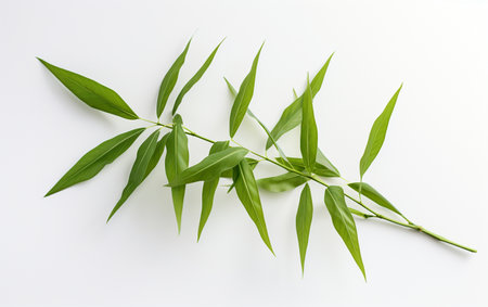 Bamboo leaf against a white backdropの素材