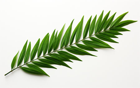 Cypress on a pure white backdropの素材