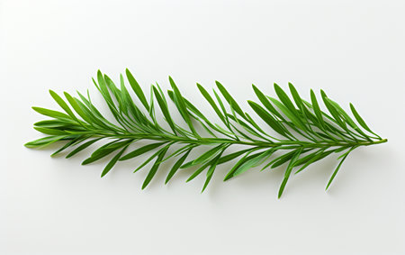 Cypress on a pure white backdropの素材