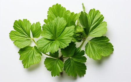 Geranium leaf against a white backdropの素材