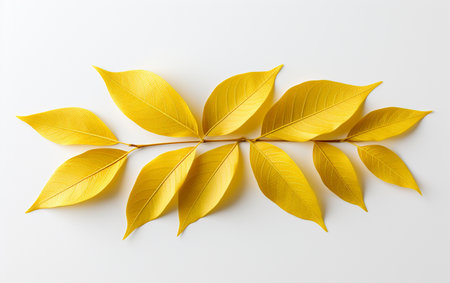 Forsythia leaf against a white backgroundの素材