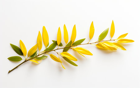 Forsythia leaf against a white backgroundの素材