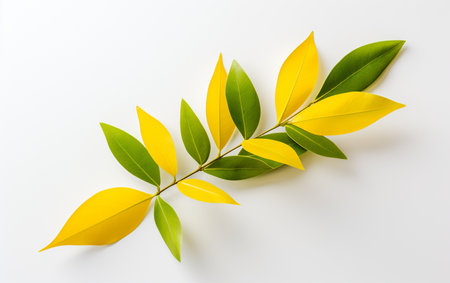 Forsythia leaf against a white backgroundの素材