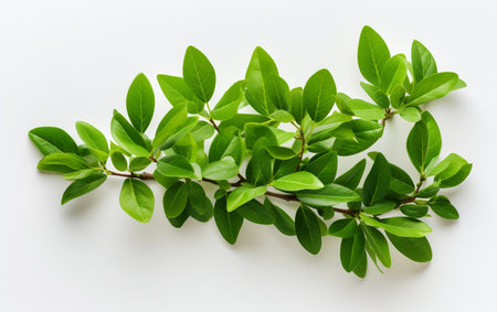 Jasmine Leaf on a White Backgroundの素材