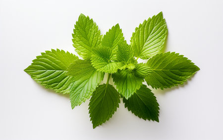 Lemon Balm Leaf on a White Backgroundの素材