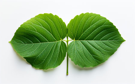 Ivy Leaf on a White Backgroundの素材