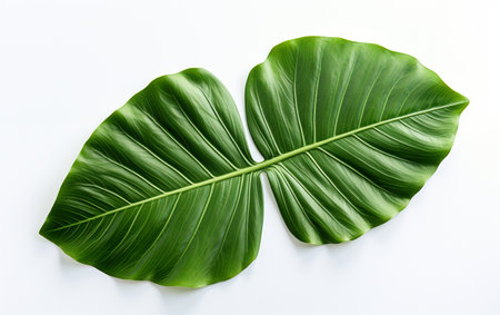 Ivy Leaf on a White Backgroundの素材