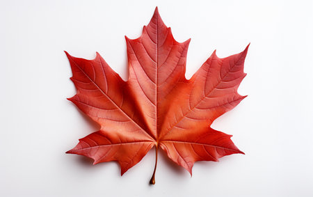 Maple Leaf on a White Backgroundの素材