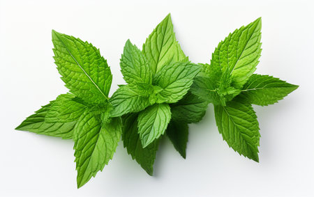 Mint Leaf on a White Backgroundの素材