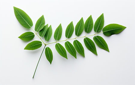 Mimosa Leaf on a White Backgroundの素材