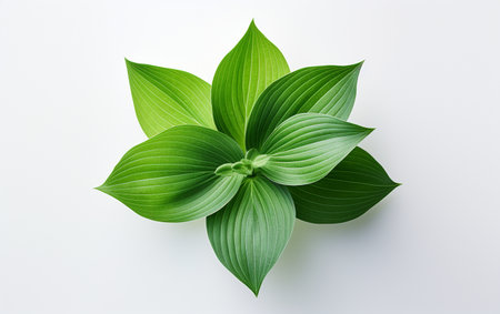 Mint Leaf on a White Backgroundの素材