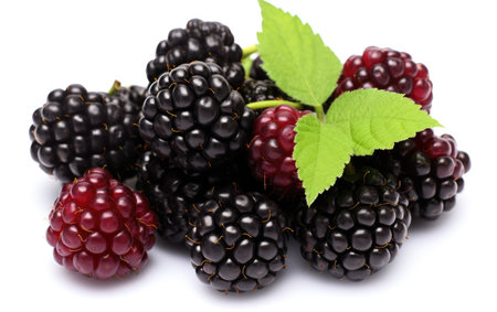 A Bunch of Boysenberries Isolated on Whiteの素材