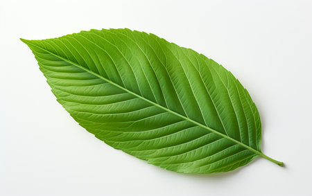 Leafy Lux Set Against a White Backgroundの素材